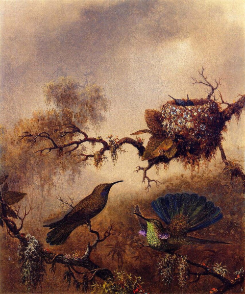 Фантастические колибри на картинах Мартина Джонсона Хеда