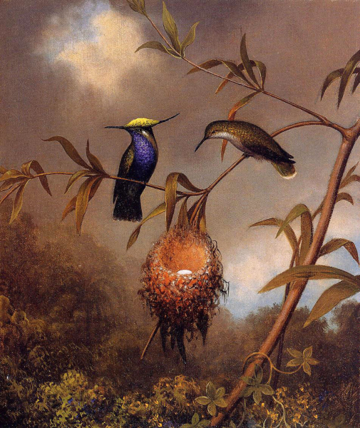 Фантастические колибри на картинах Мартина Джонсона Хеда