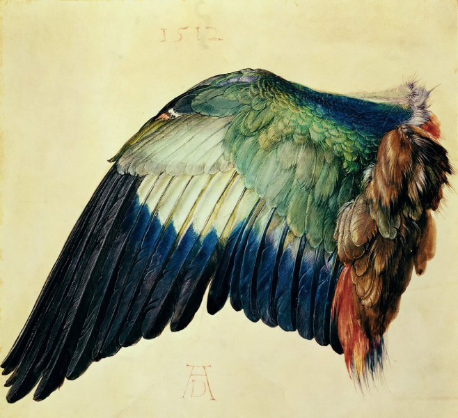 «Крыло катка», Альбрехт Дюрер — описание картины