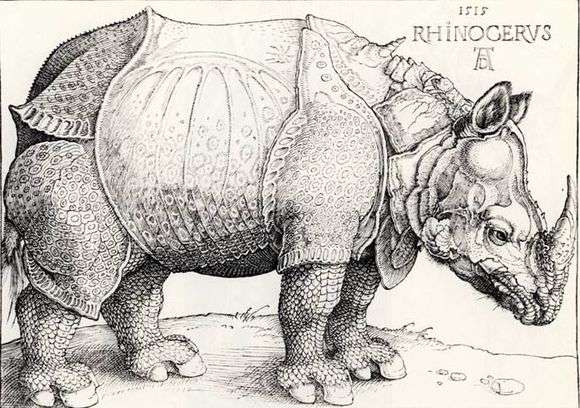 Описание гравюры Альбрехта Дюрера «Носорог»