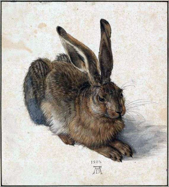 Описание картины Альбрехта Дюрера «Заяц»