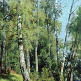 «Парк в Павловске», Иван Иванович Шишкин — описание картины