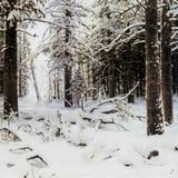 «Ворота в лесу», Шишкин — описание картины